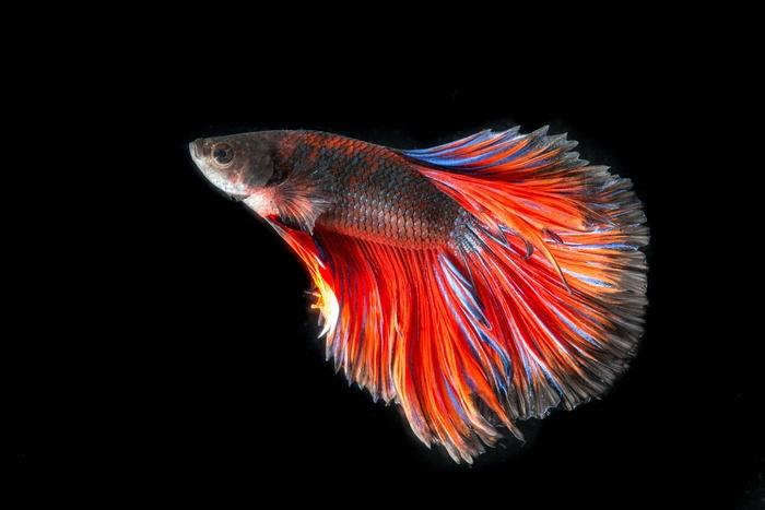 泰国斗鱼 (Betta Fish)