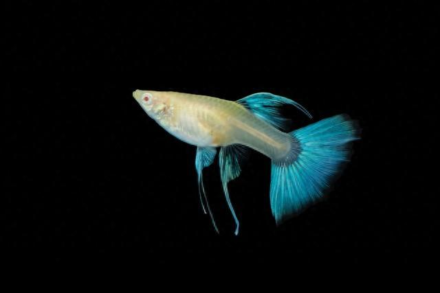 孔雀鱼 (Guppy)