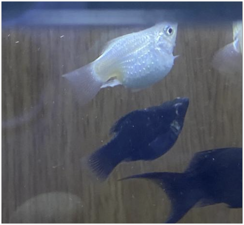 玛丽鱼 (Molly Fish)
