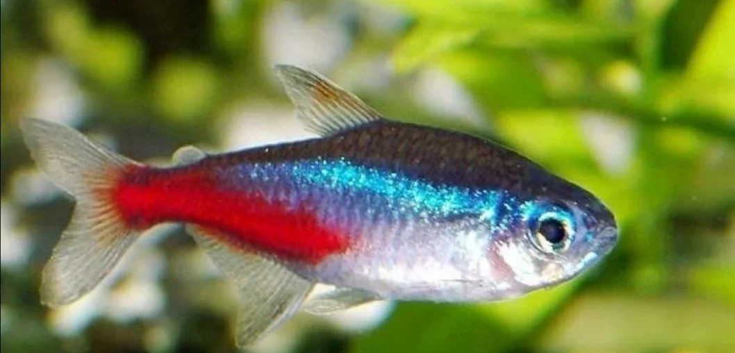 红绿灯鱼 (Neon Tetra)