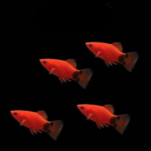 米奇鱼 (Platy)