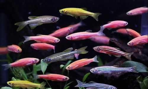斑马鱼 (Zebra Danio)